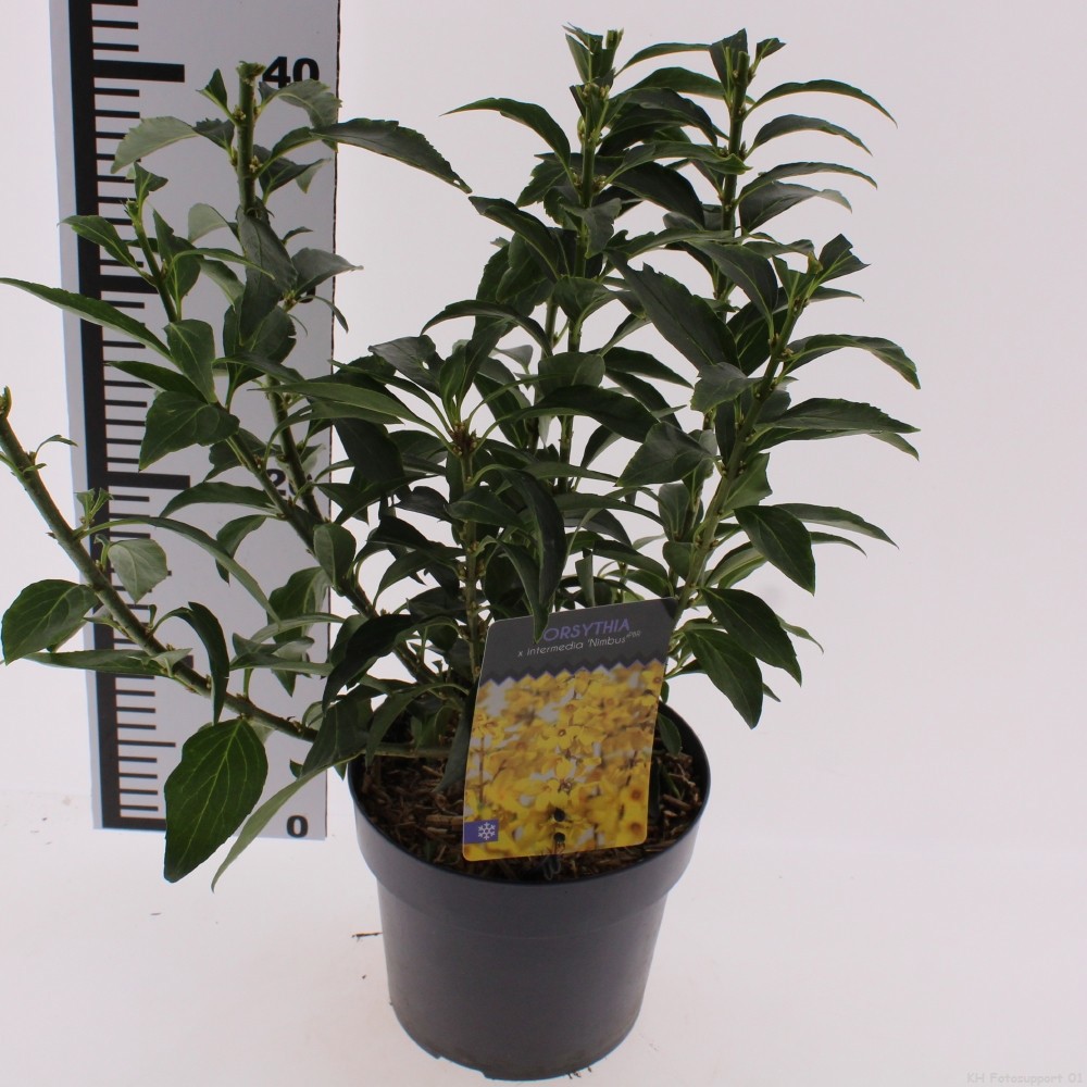 Forsythia intermedia 'Nimbus'