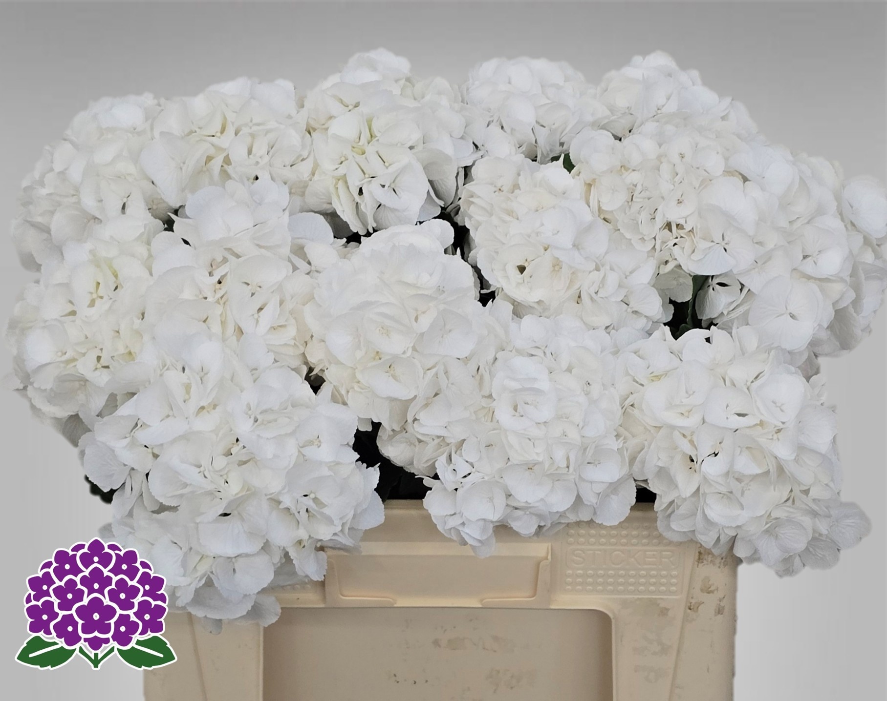 Hydr M Royal Princes 50cm 11Ø