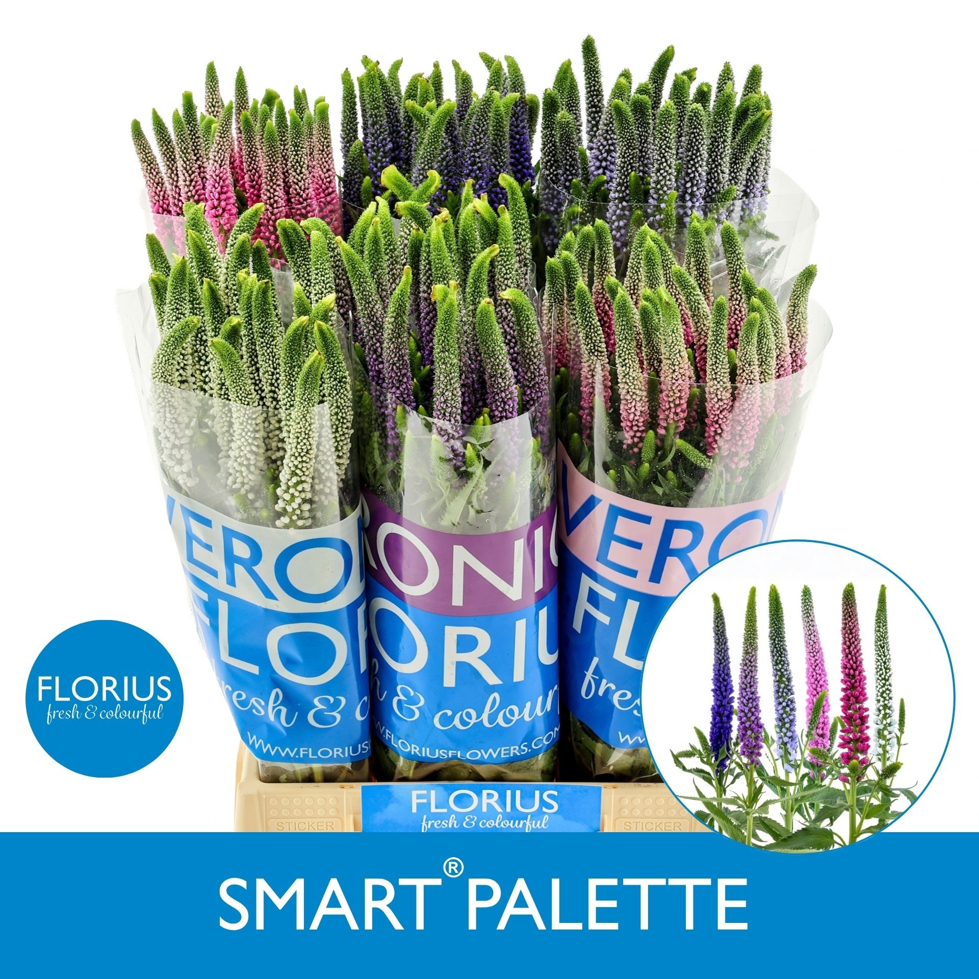 Veron Smart Pal Gem 50cm