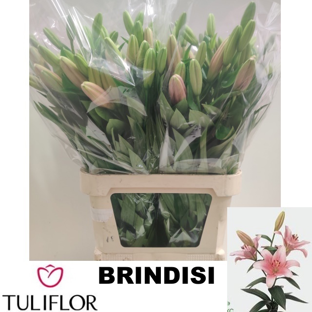 Lilium La Brindisi 90cm 3/5bl