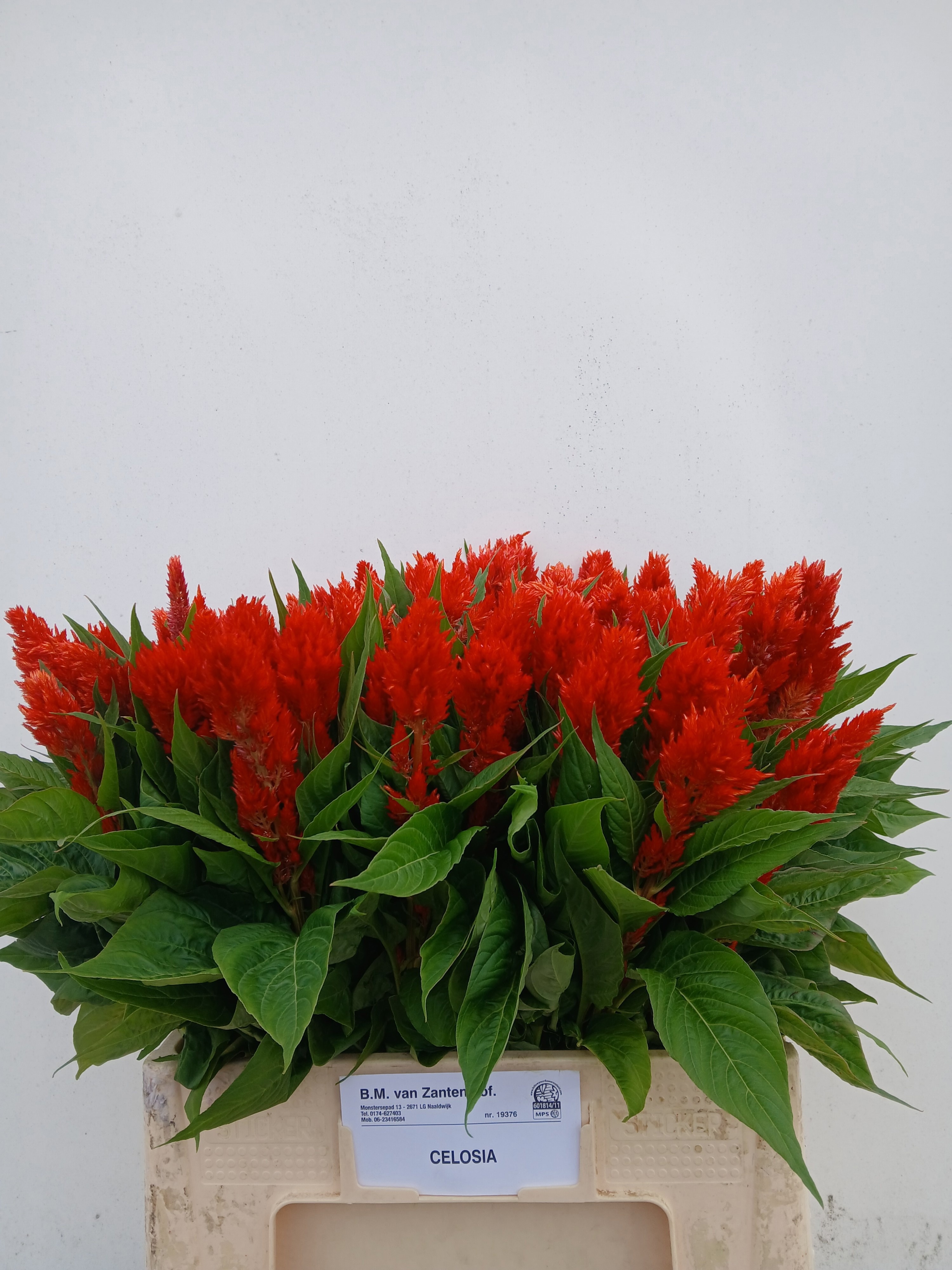 Celosia Feather Century Fire 60cm