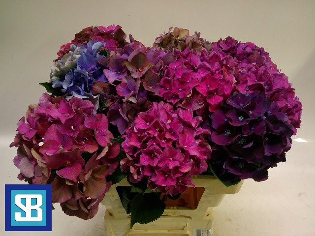 Hydrangea Mixed 60cm 17Ø