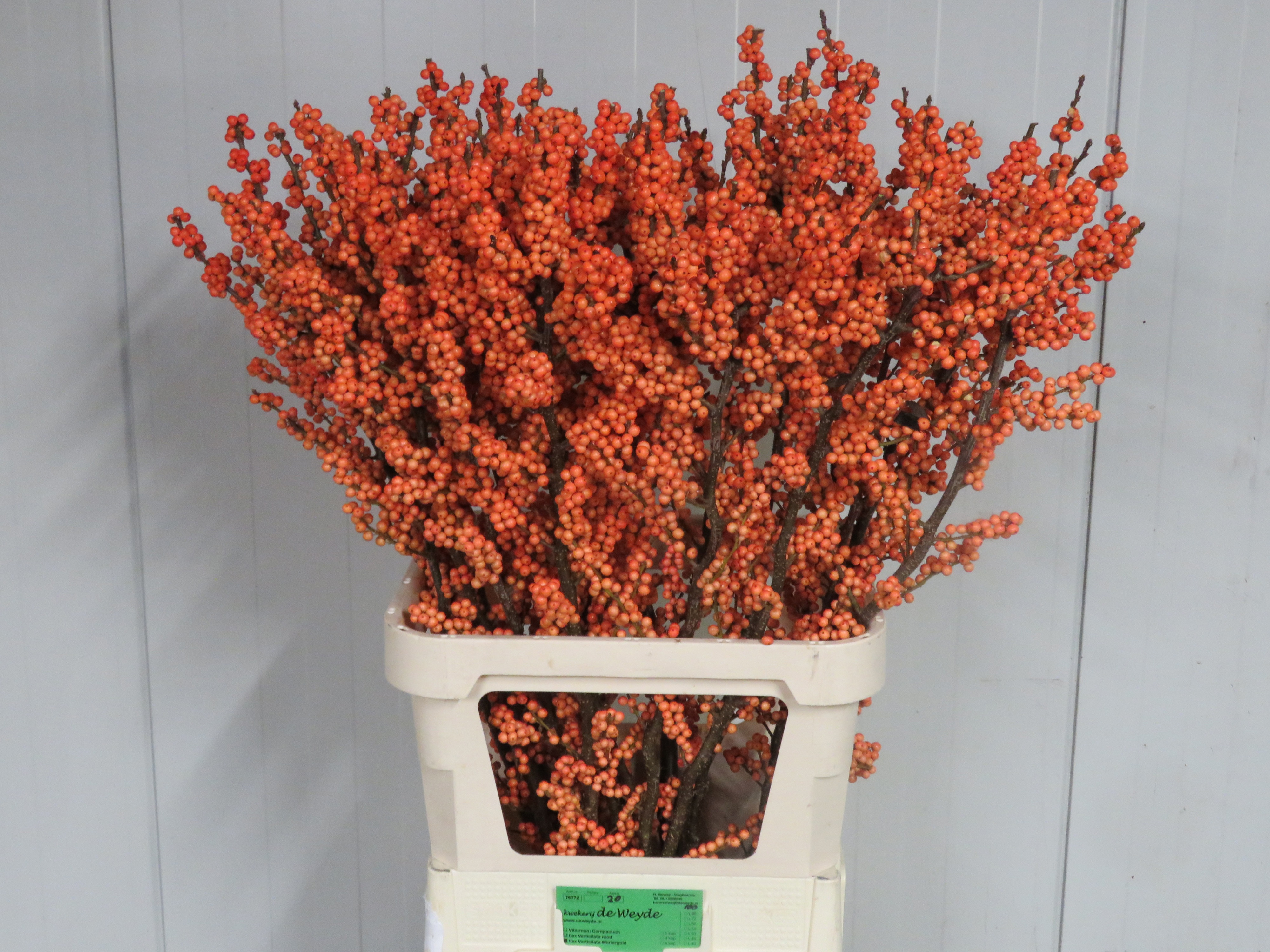 Ilex Winter Gold 100cm