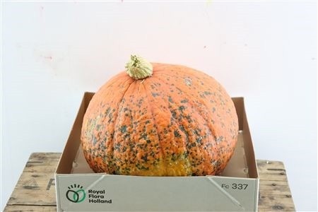 Cucurbita Pepo