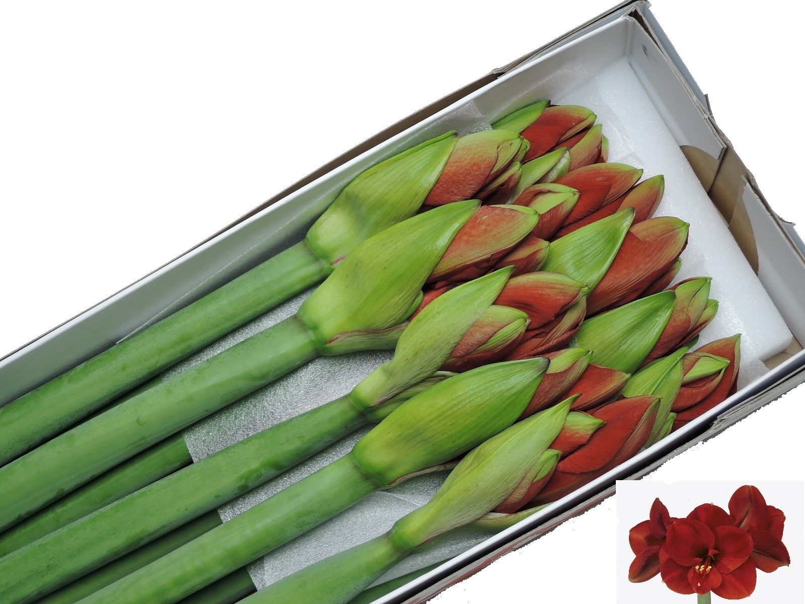 Hippeastrum Ferrari 4bl