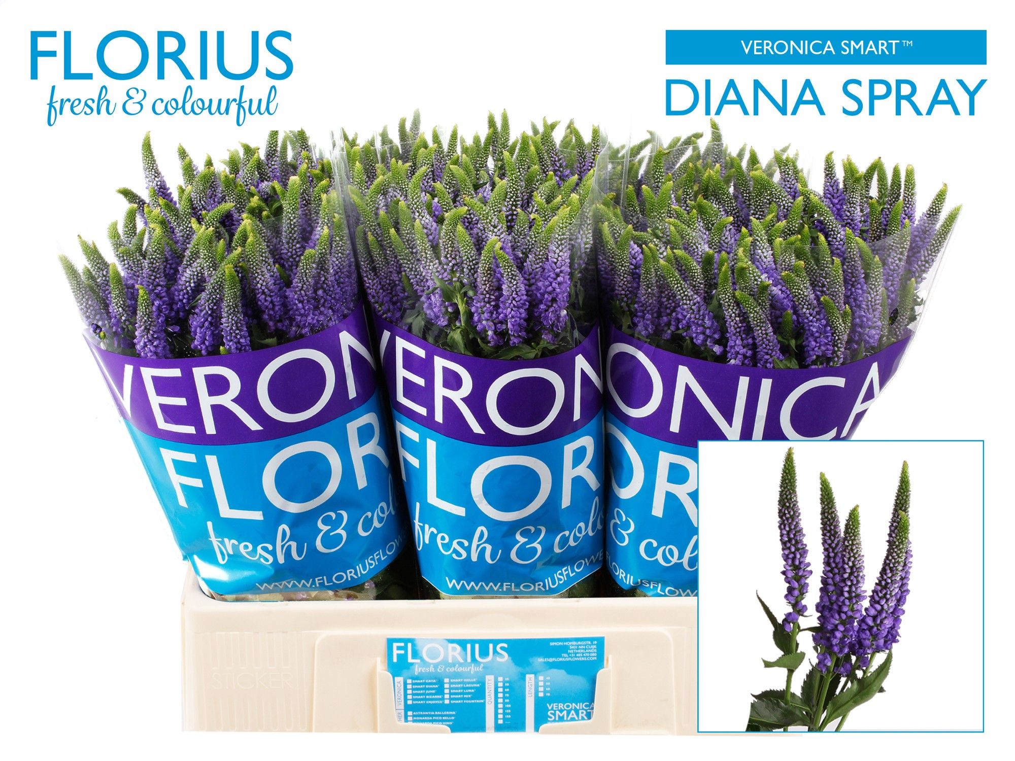 Veronica Clea Diana 60cm