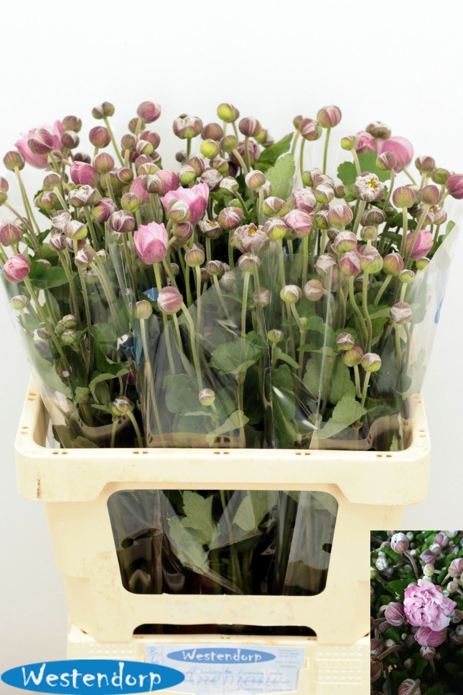 Anemone 60cm