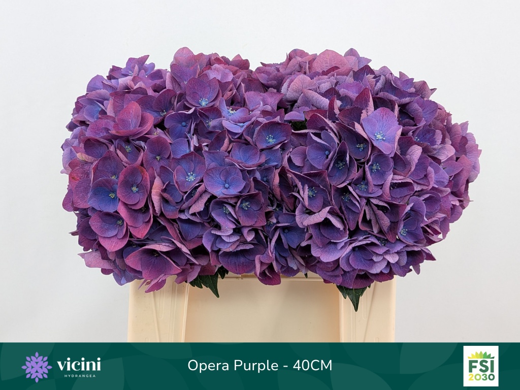 Hydrangea Royal Opera 40cm 15Ø