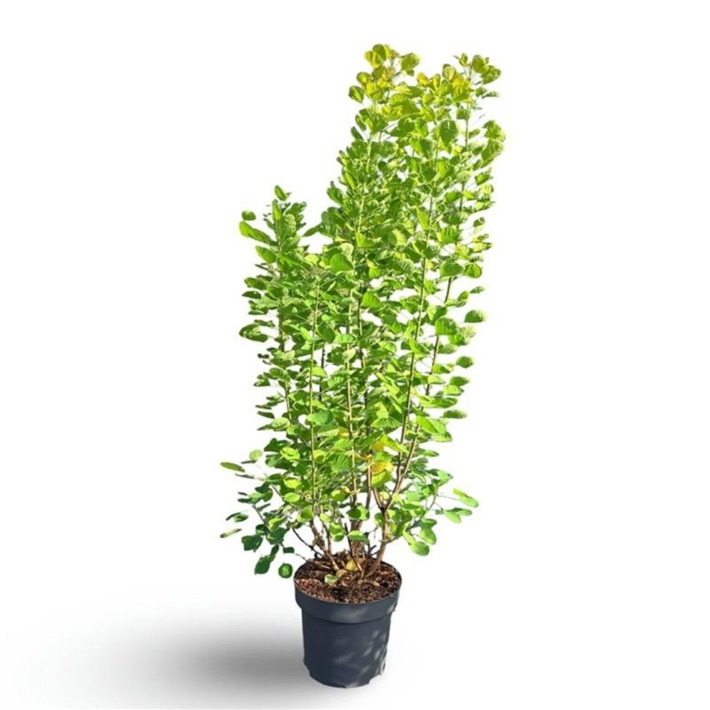 Coti Co Golden Spiri