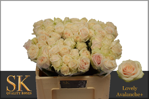 Lovely B Kwaliteit Lovely B Kwaliteit 50cm