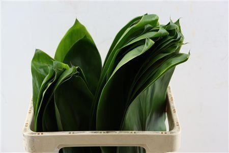 Cordyline Purple Com 65cm