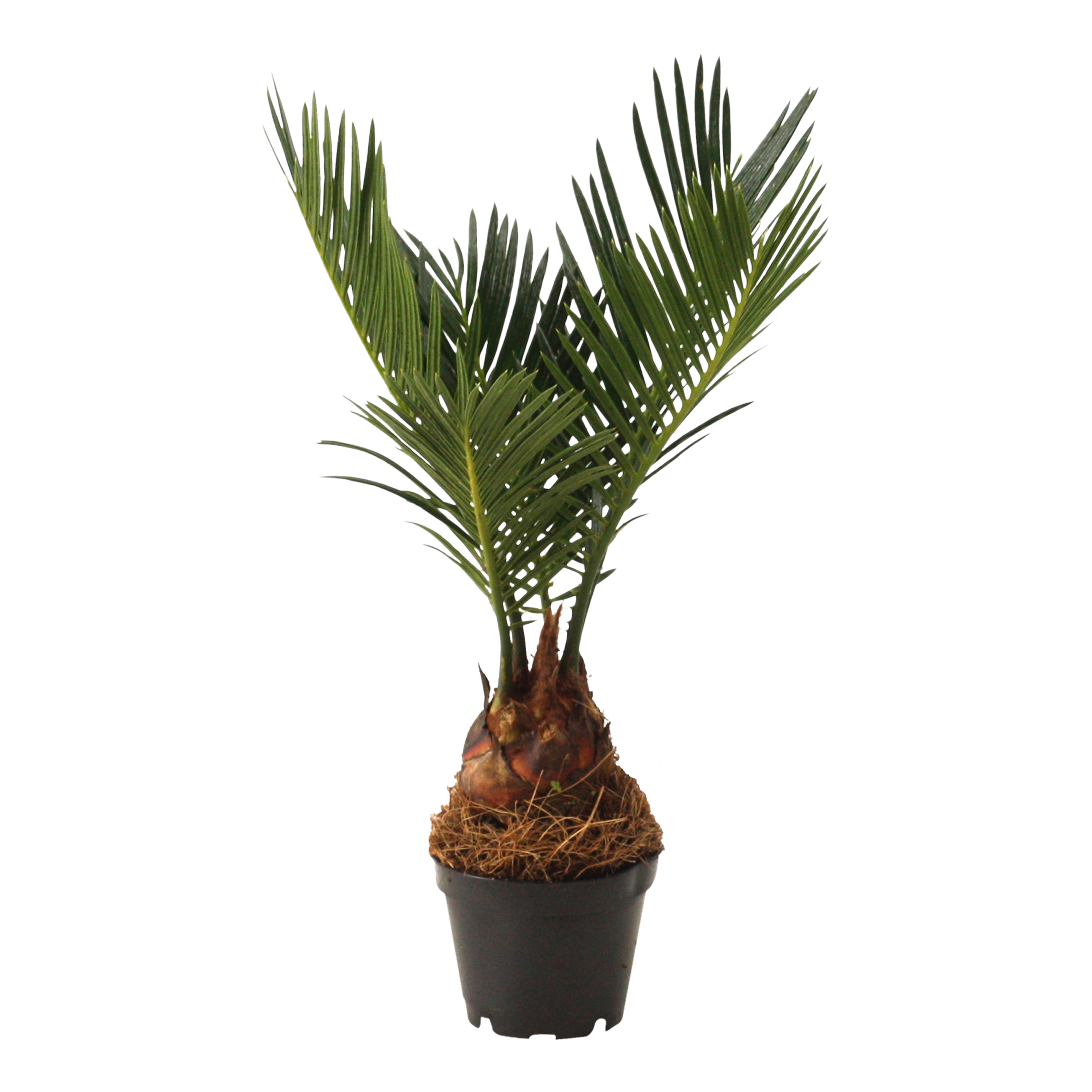 Picture of Cycas revoluta P6 20CM