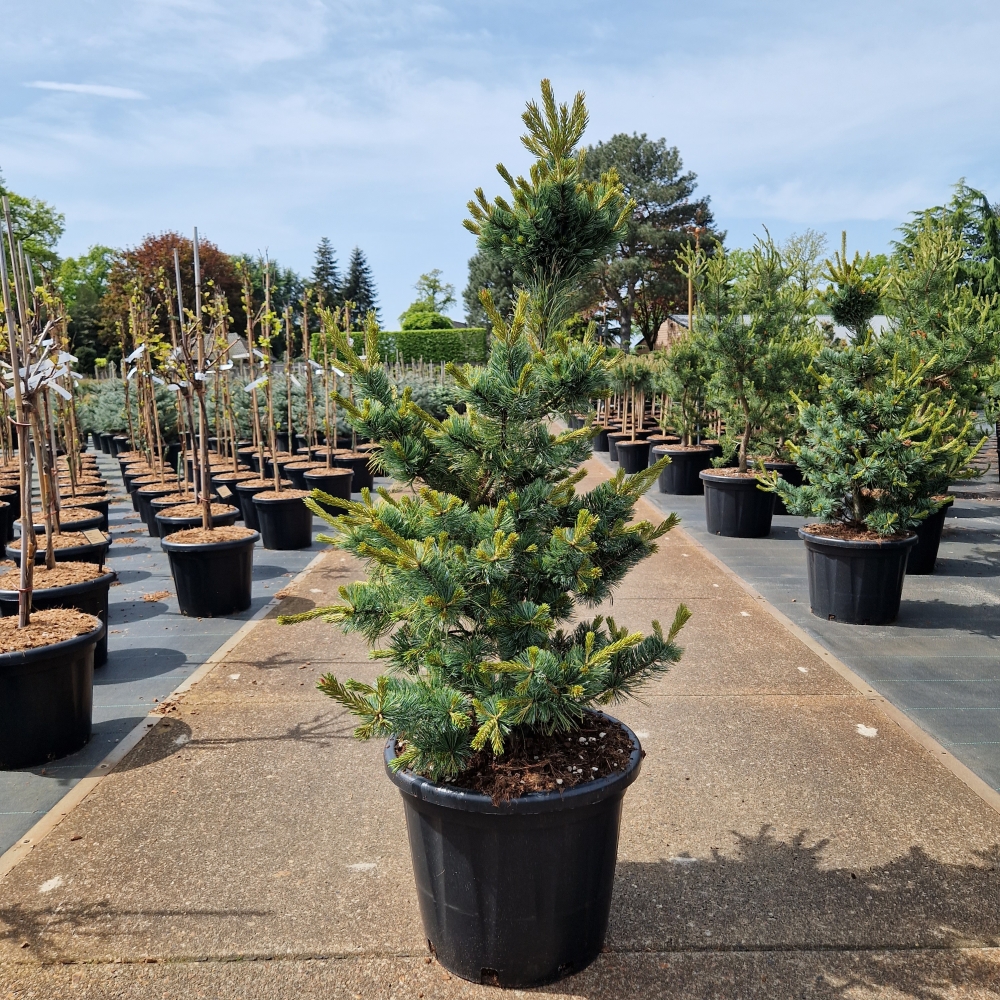 Picture of Pinus parviflora Ara-Kawa C35 100/+ (LOOSE)