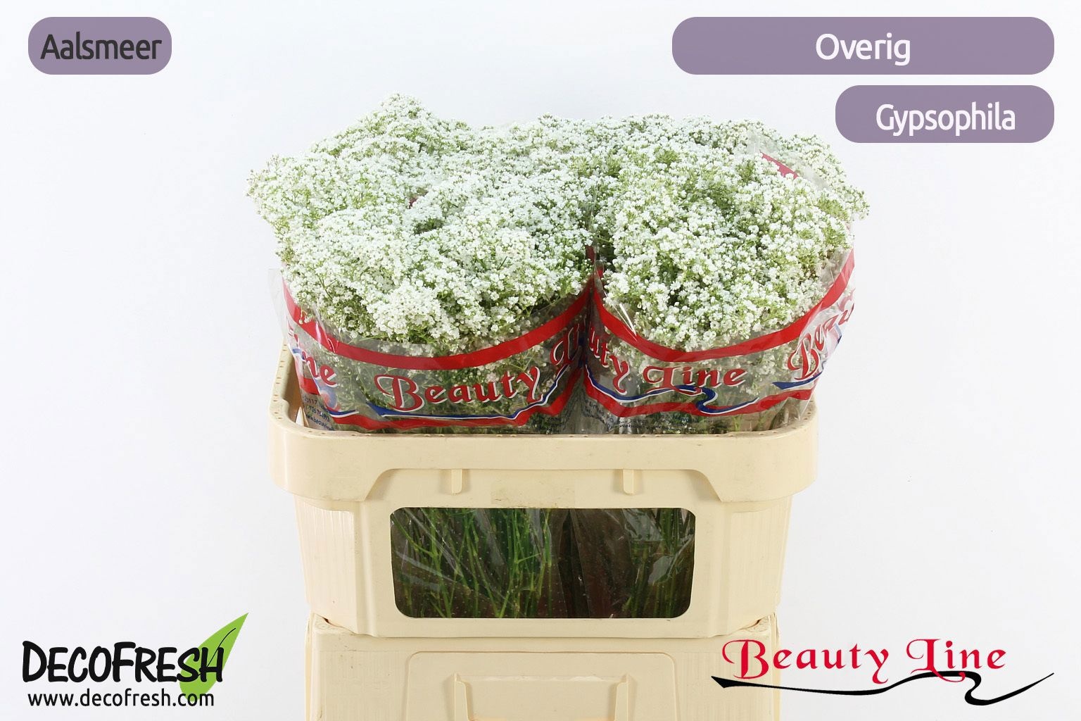 Gypsophila Pa 70cm 18gram