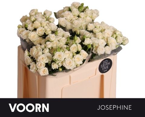 Rosa Spr Josephine 50cm