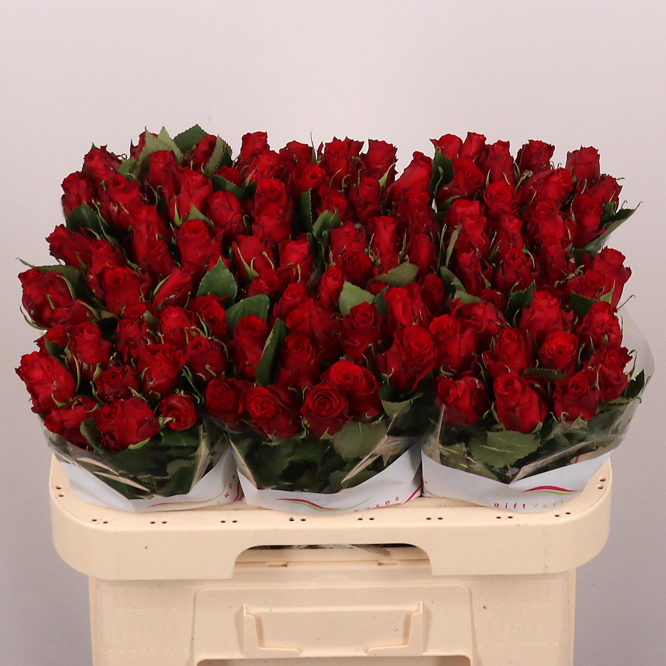 R Gr Red Torch