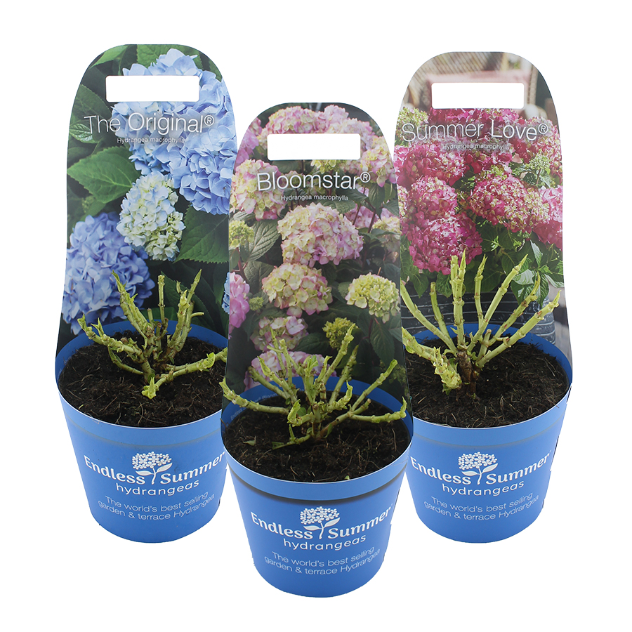 Picture of Hydrangea macr. Endless Summer® MIX C2 (17cm.) Potcover