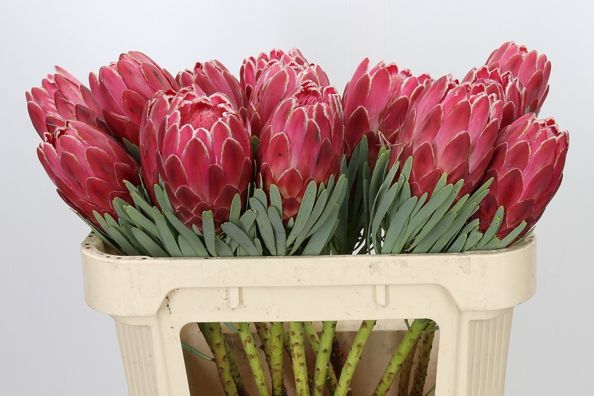 Protea Venus 70cm