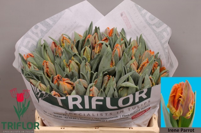 Tulipa Parrot Irene Parrot 33cm 32gram