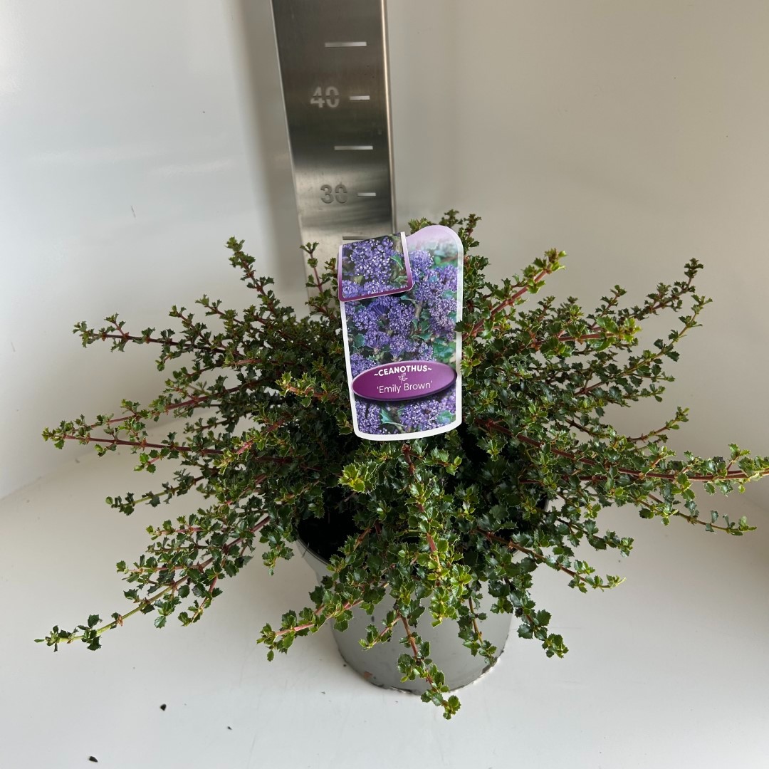 Picture of Ceanothus thyrsiflorus Emily Brown P23 (5 Ltr)