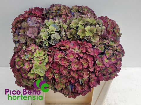Hydrangea Royal Anastasia Classic 50cm 16Ø