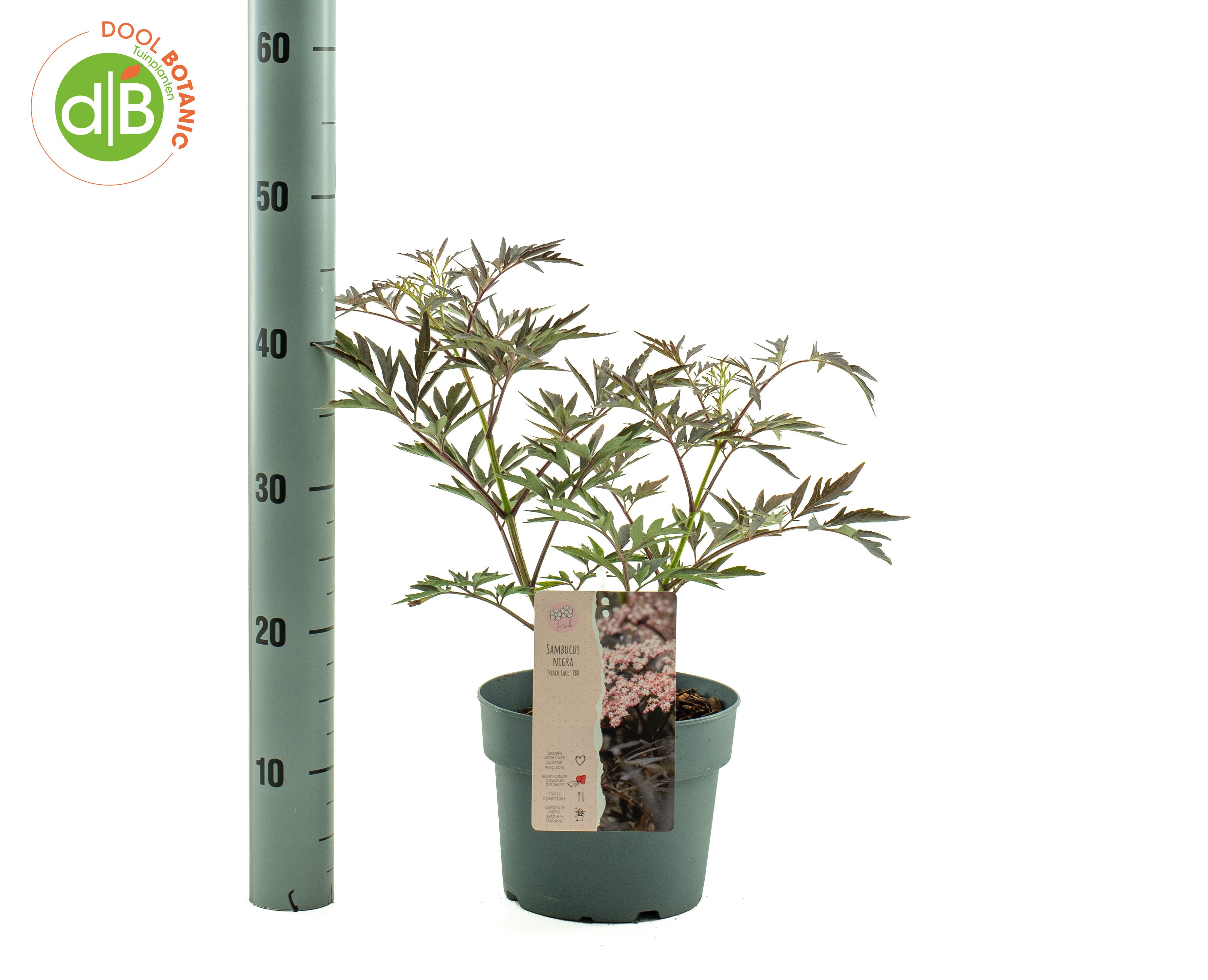 Sambucus nigra Black Lace ('Eva')