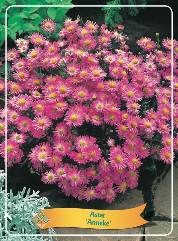 Picture of Aster mix 6x10 srt. per shelve P11