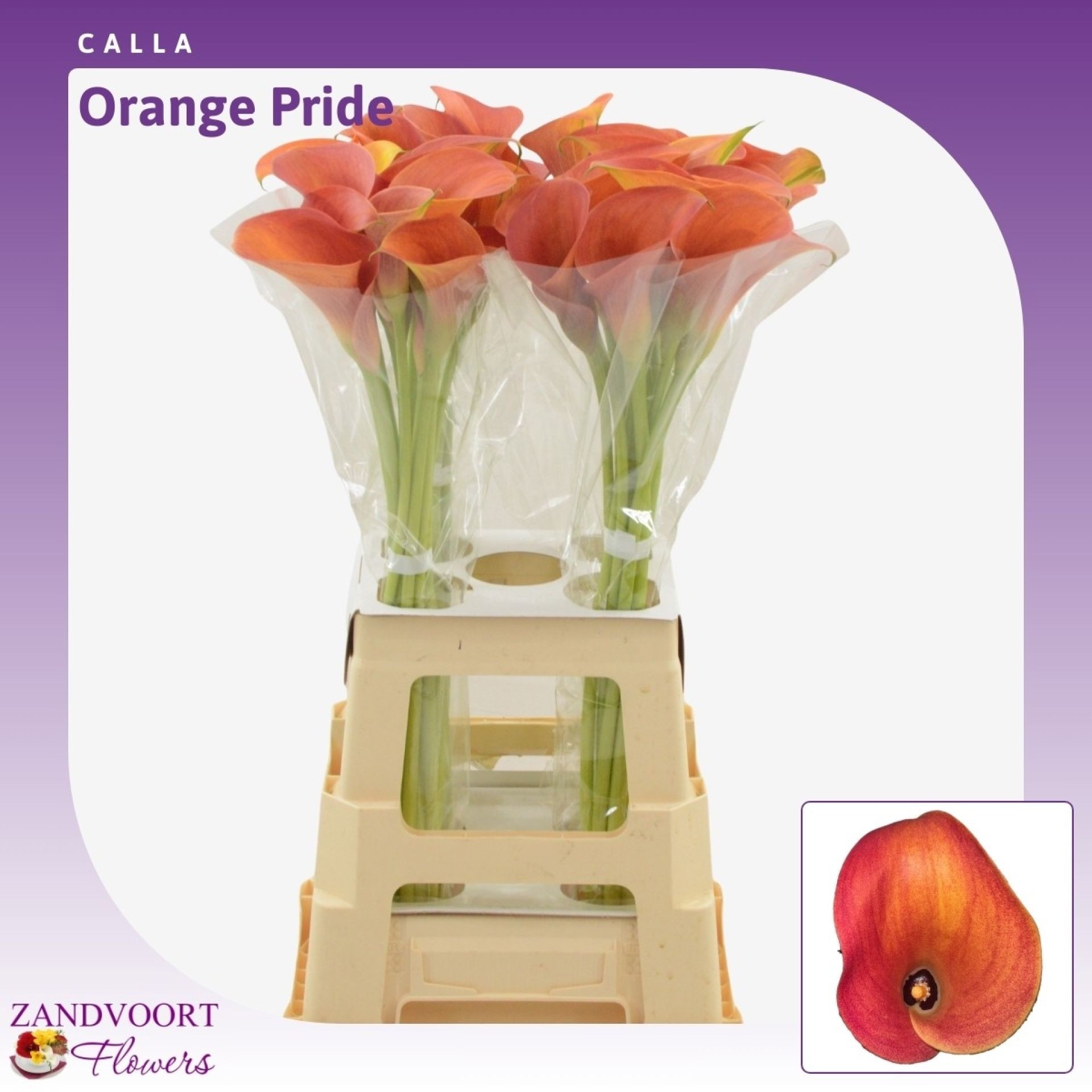 Zant Orange Pride 70cm