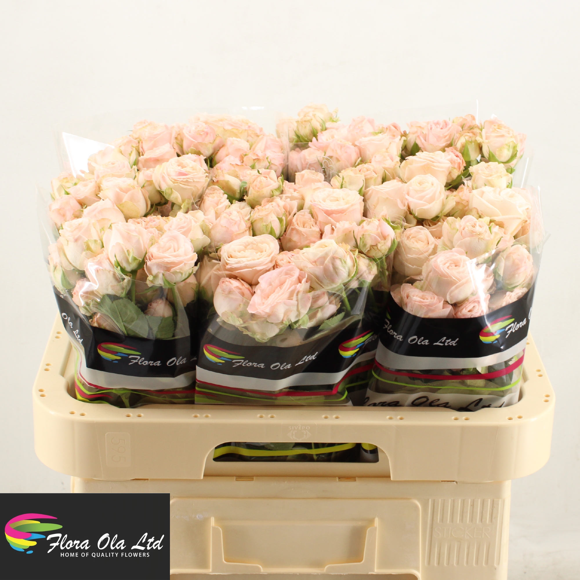 Rosa Spray Bombastic 60cm