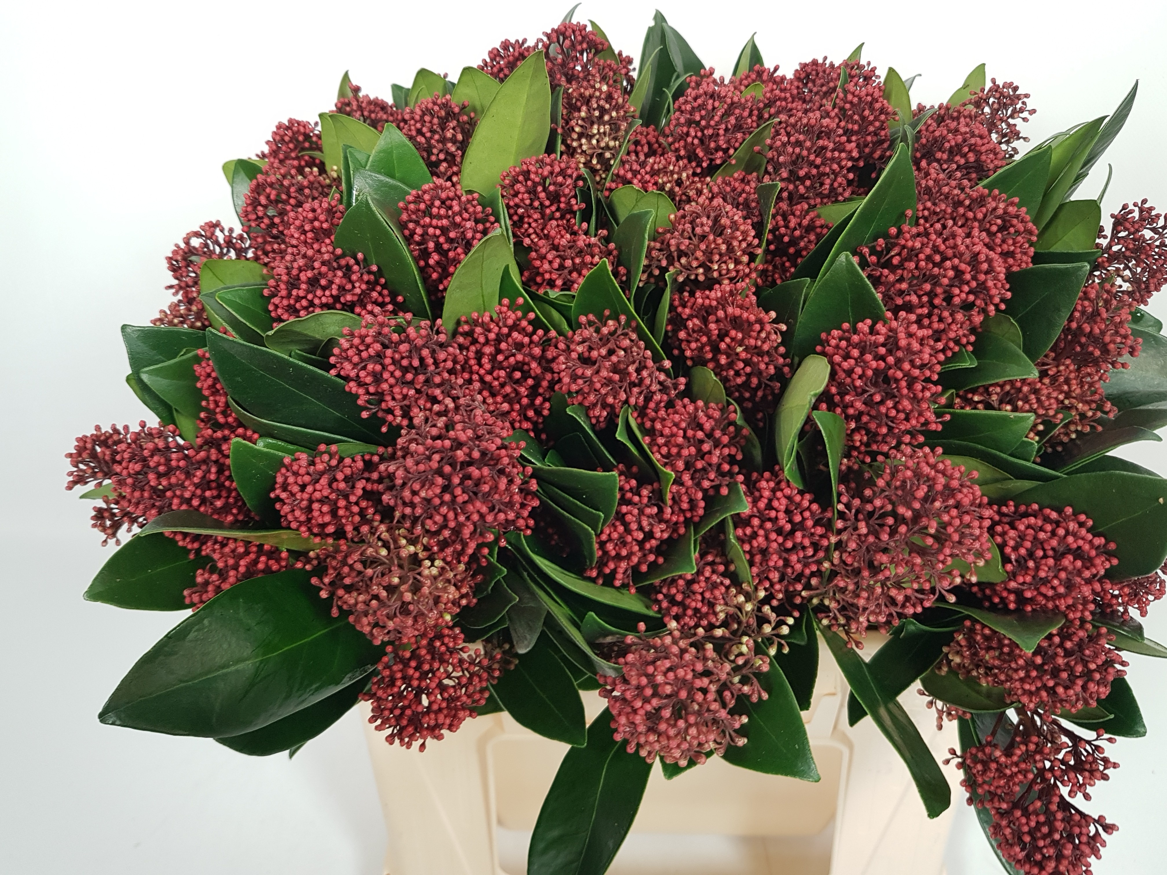 Skimmia Japonica Rubella 45cm