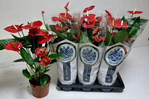 Anthu A Jambo Red 17P 65H