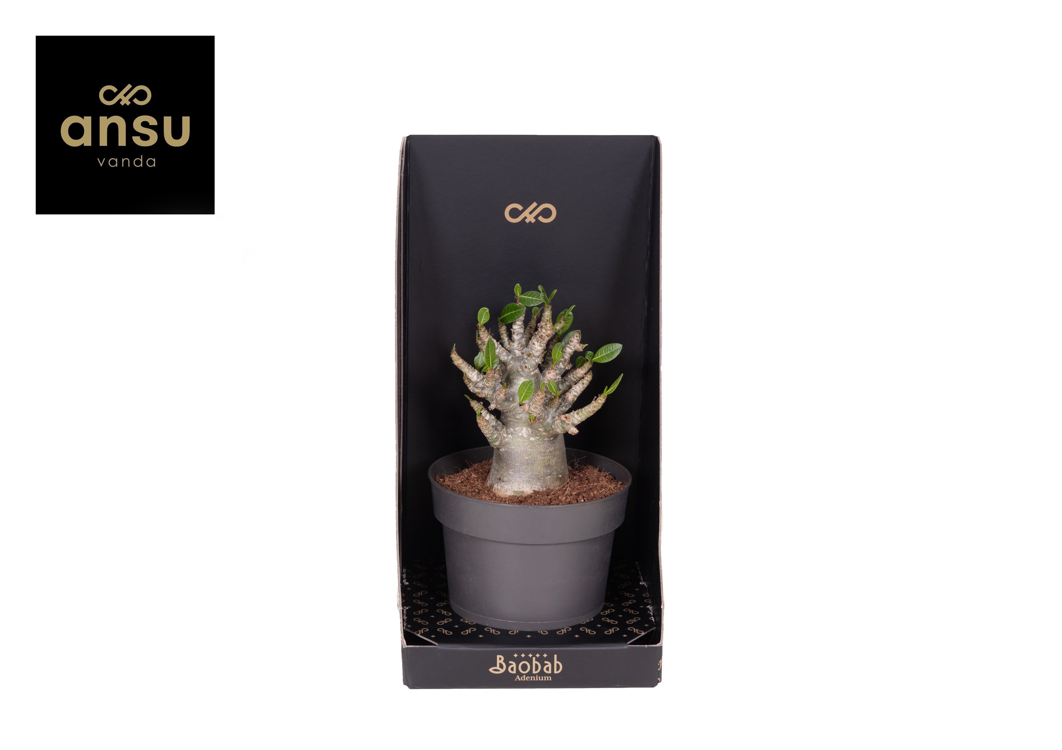 Adenium Ansu Baobab (niet bloeiend) - Woestijnroos