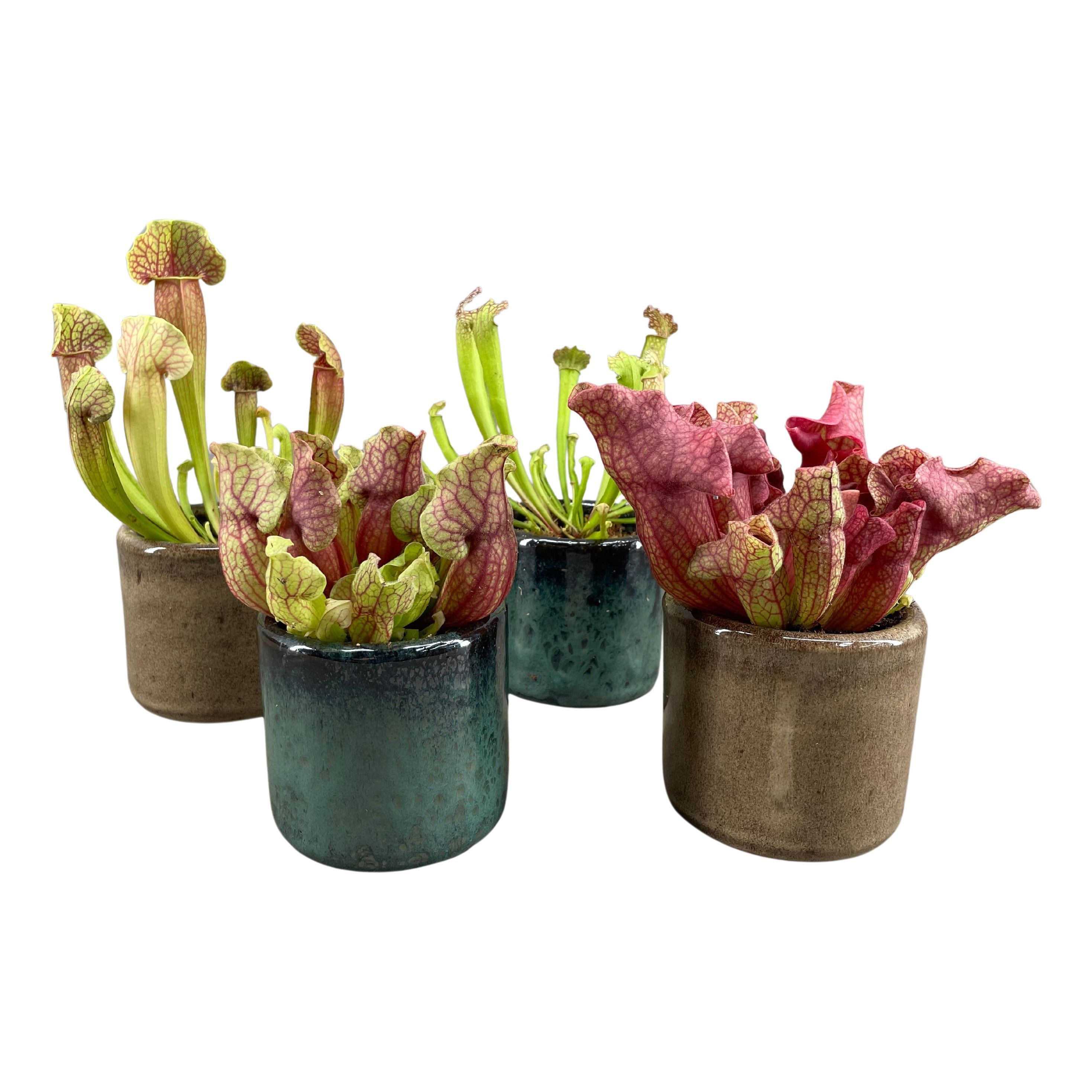 Sarracenia in javea pot groen en taupe