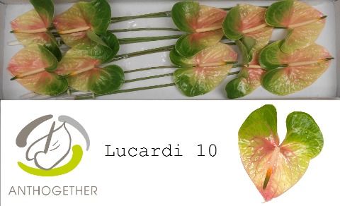Anth A Lucardi