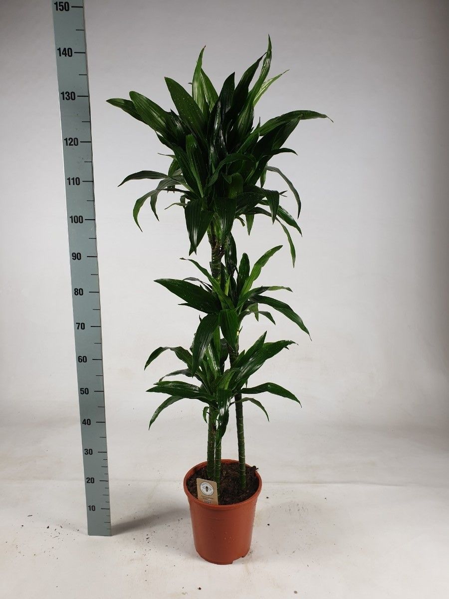 Dra Frag Janet Craig 24Ø 130cm