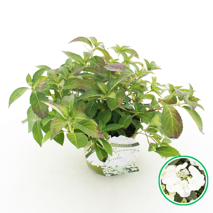 Hydrangea Hybr. 'runaway Bride'® C3.5 (20cm.)