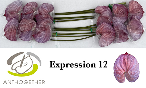 Anth A Klb 'expression' H% 12