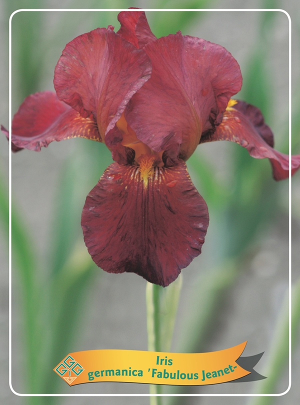 Picture of Iris germanica Mix 6x10 srt. per shelve P11