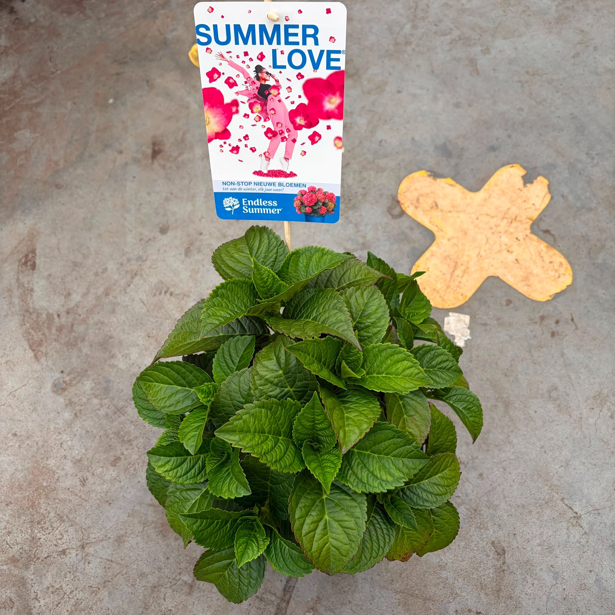 Hydrangea macrophylla Endless Summer Summer Love Red