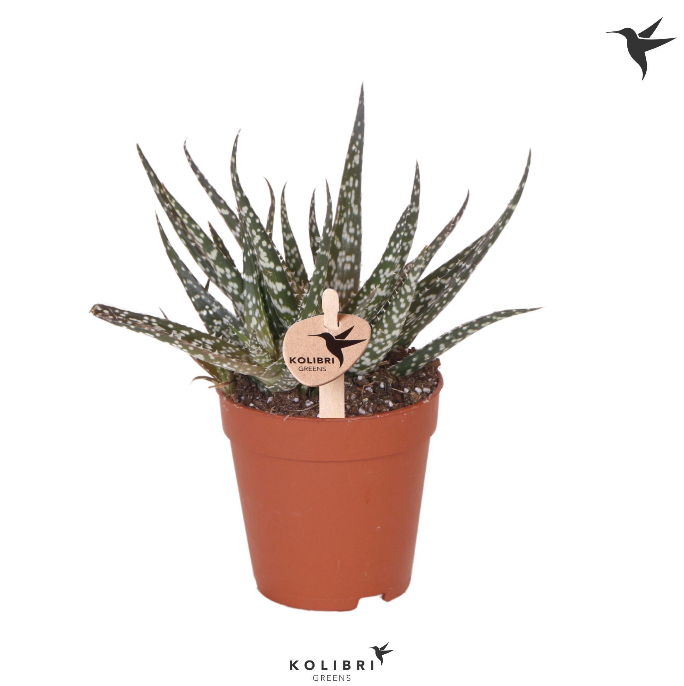 Aloe Kolibri Greens Succulenten Aloë Mingo