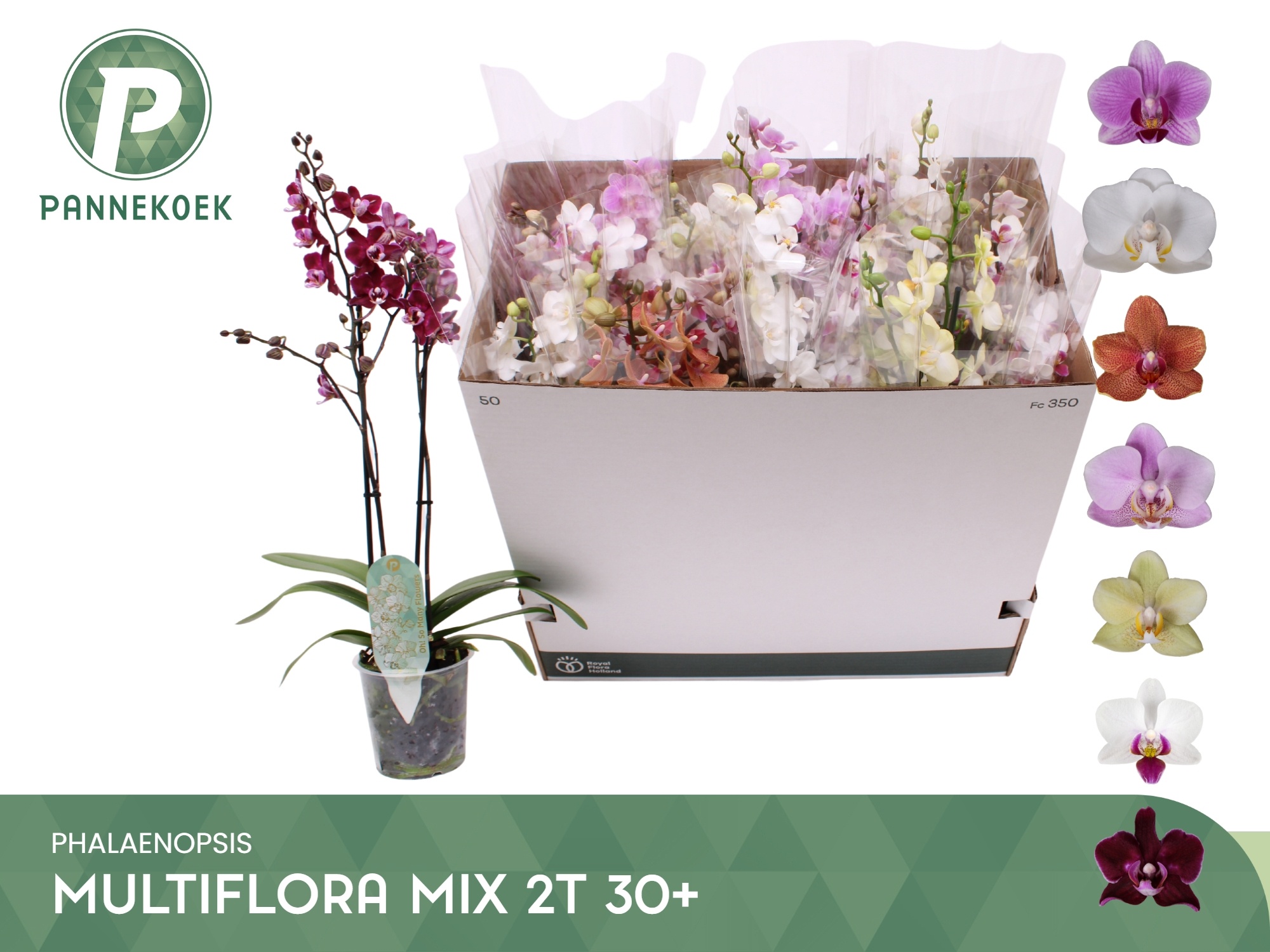 Phal Mf Gem 5 Kl 12P 55H 2TAK 30bloem 23bloei