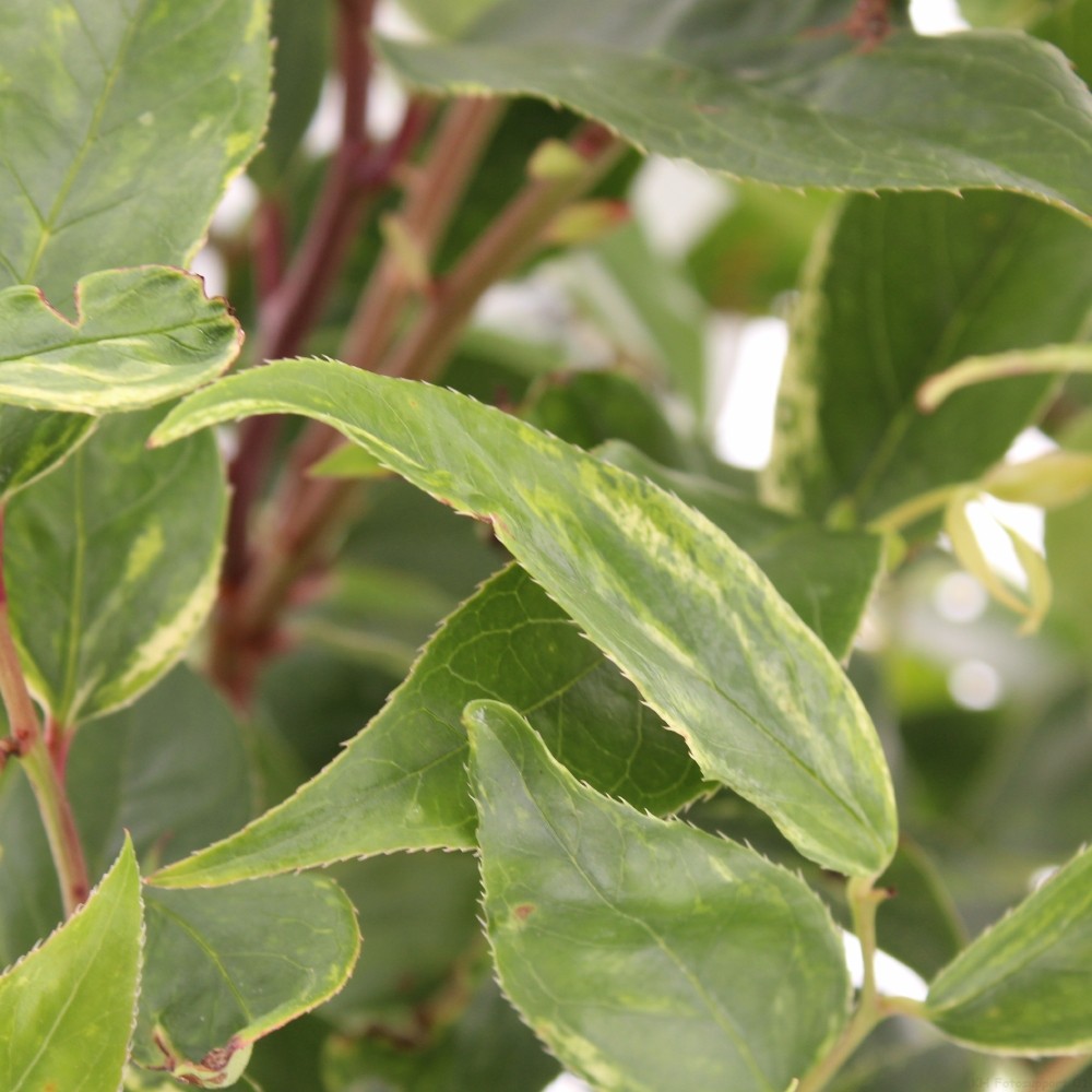 Picture of Leucothoe walteri 'Rainbow'