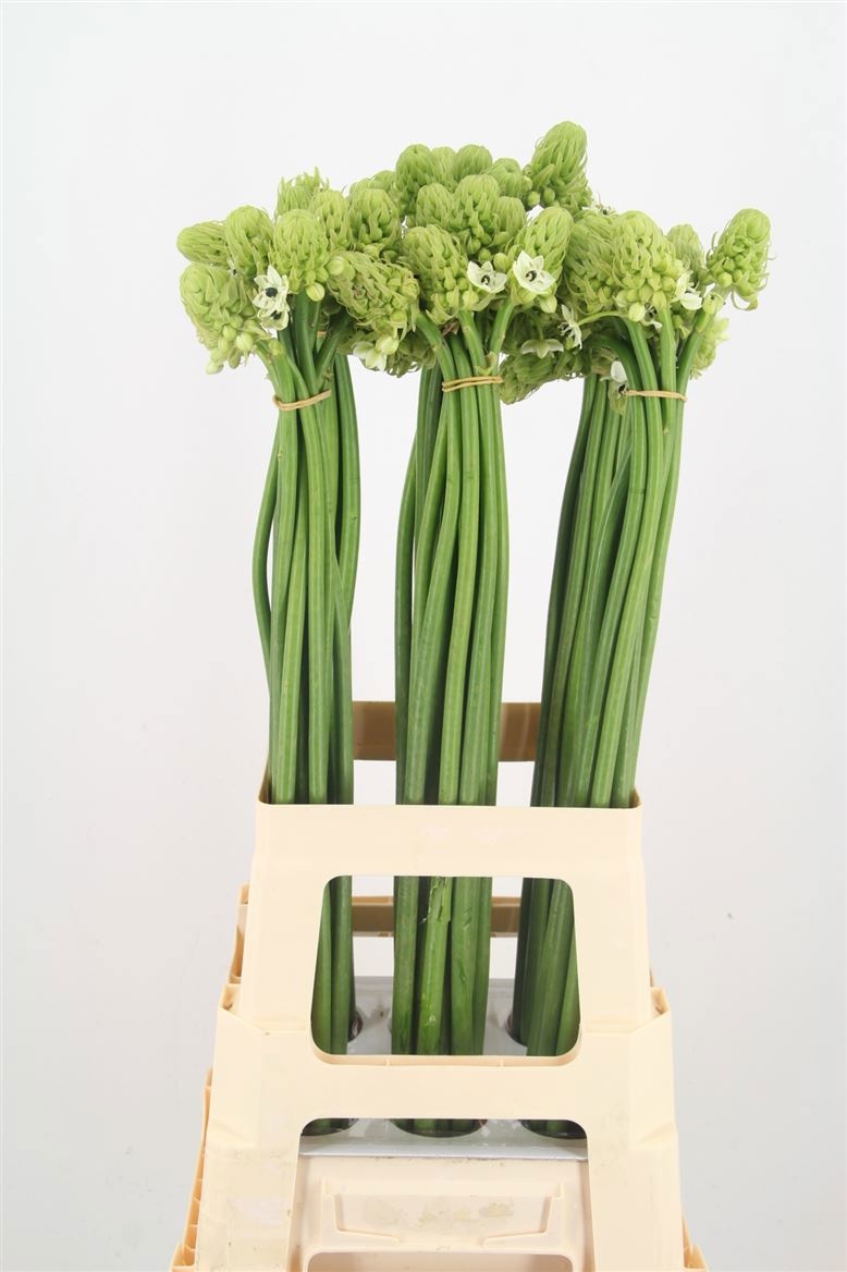 Ornithogalum Arabicum 70cm