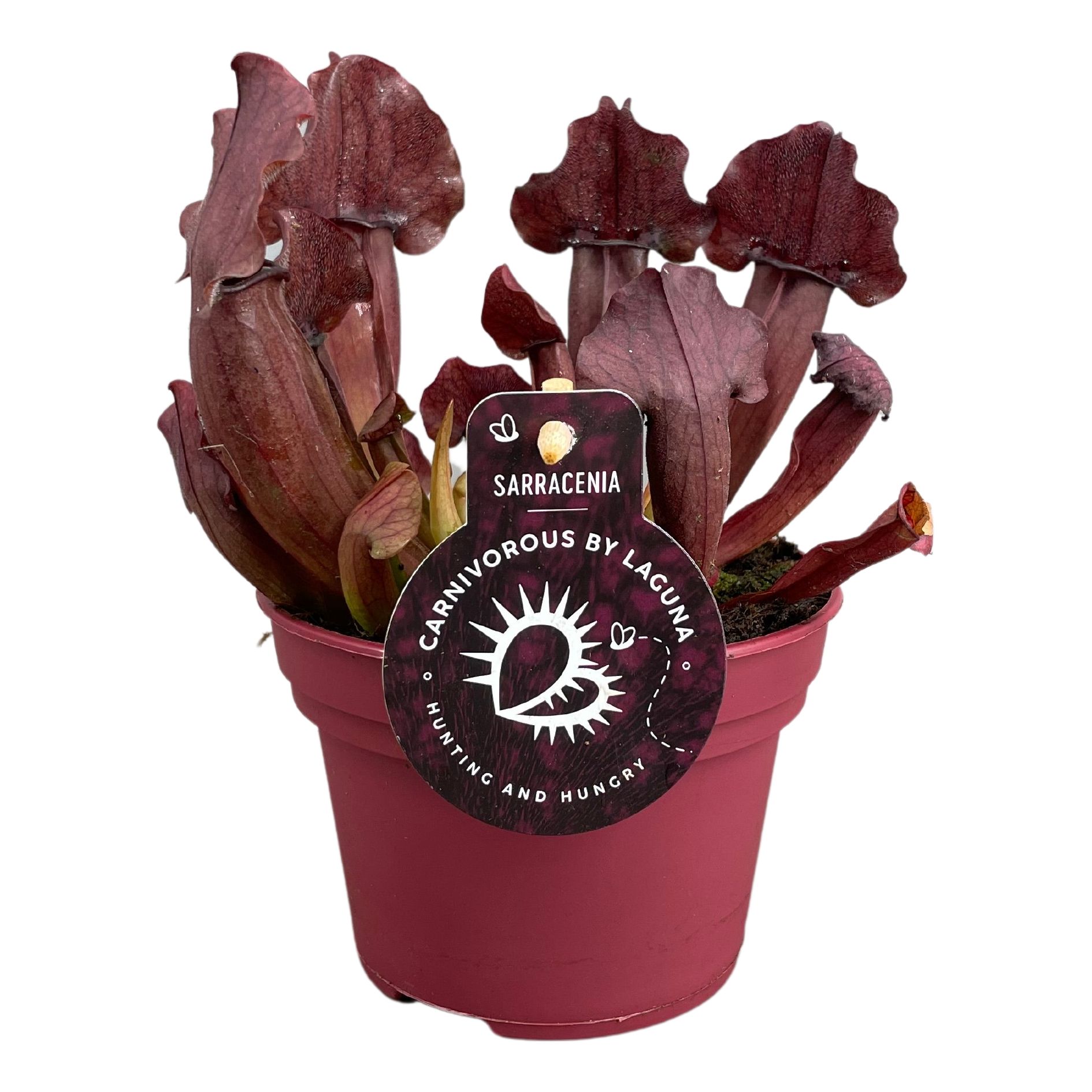 Picture of Sarracenia Maroon Carnivorous P12 23cm