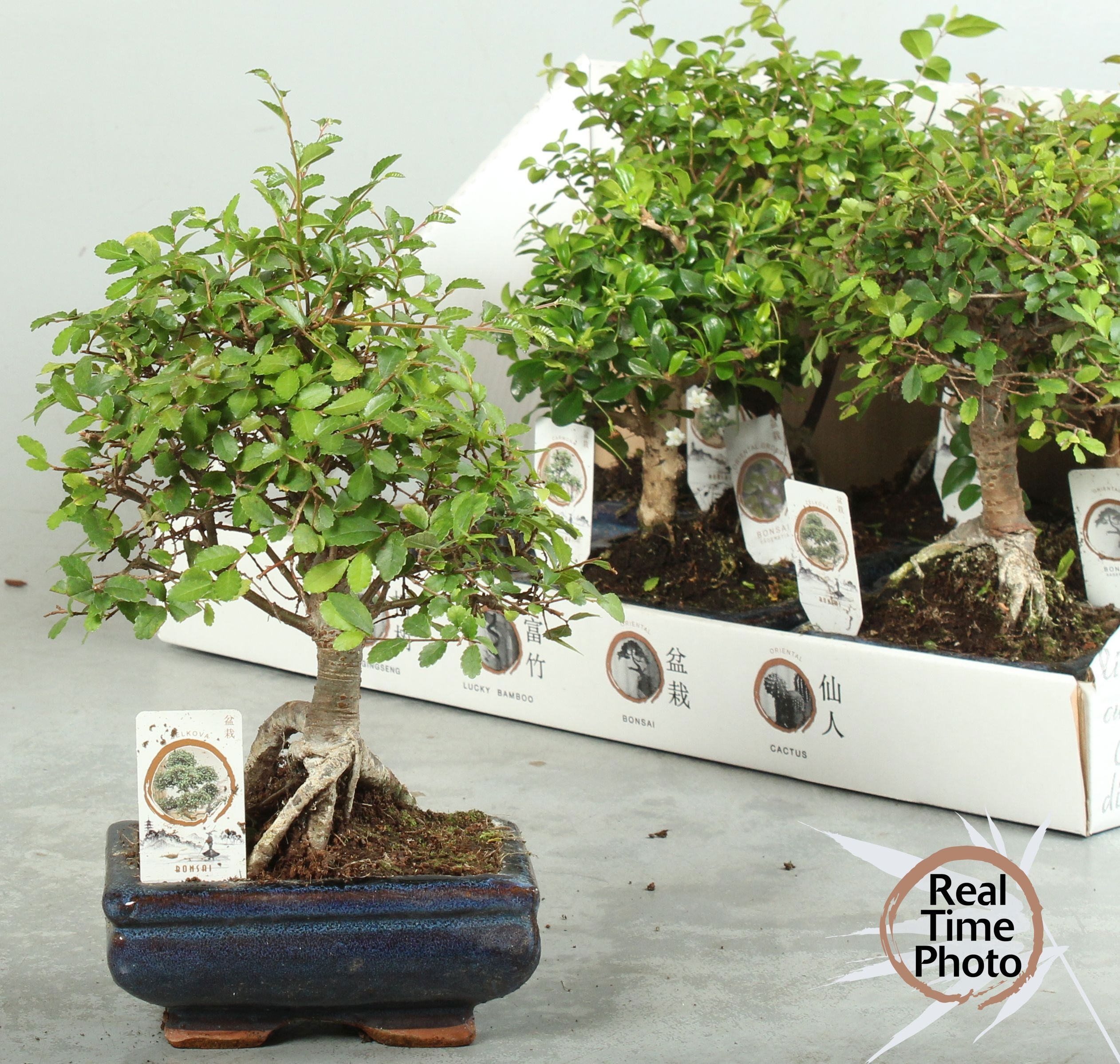 Bonsai Gem 15P 20H