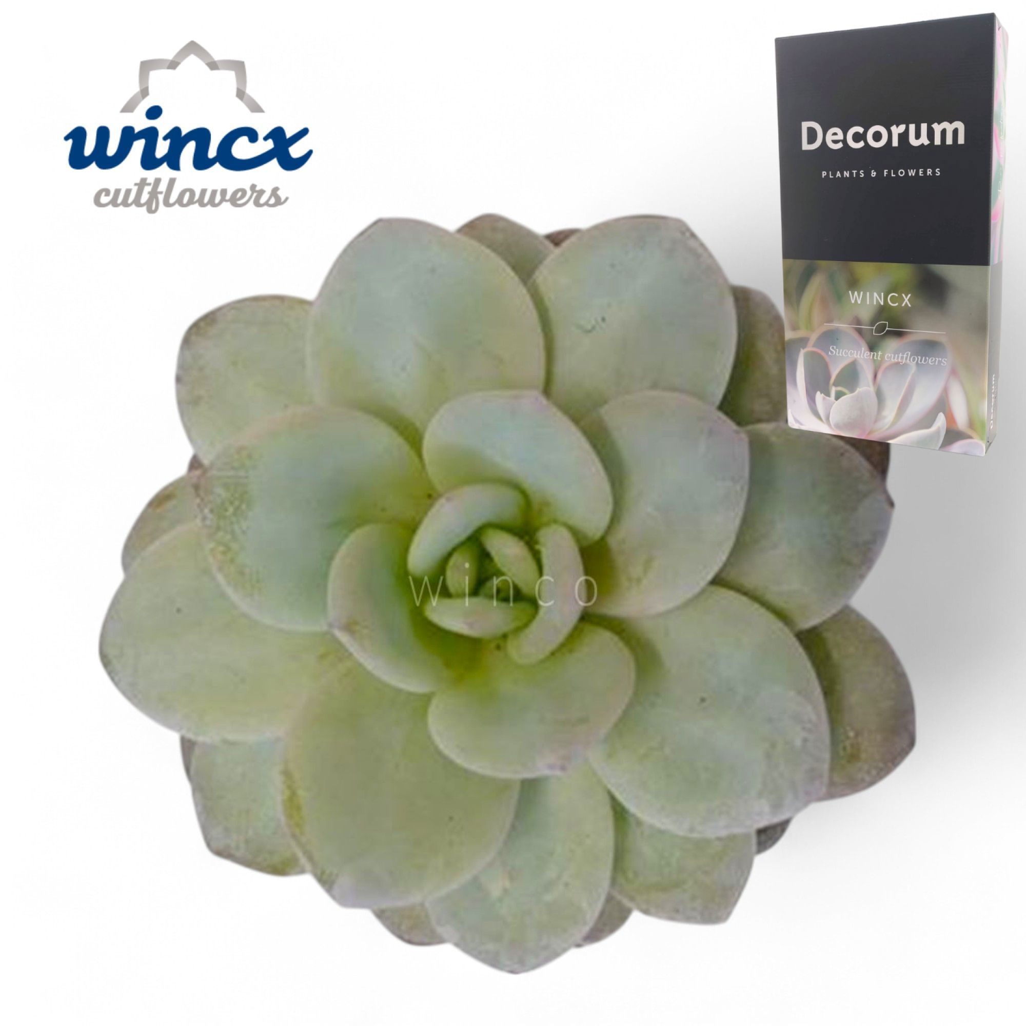 Echeveria Laui Cutflower