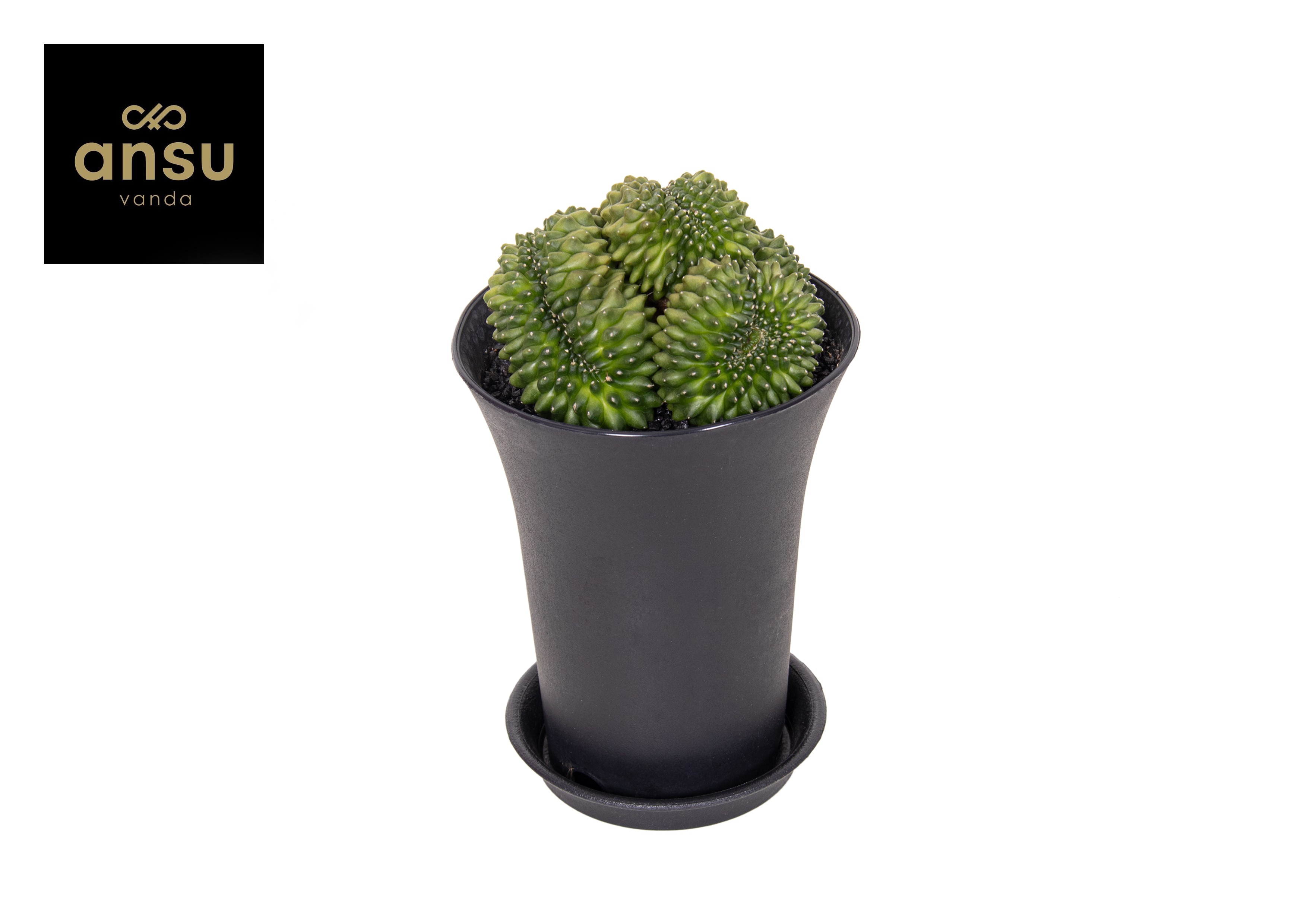 Picture of Gymno Cactus Spineless Mountain Twin XXL P12 19CM