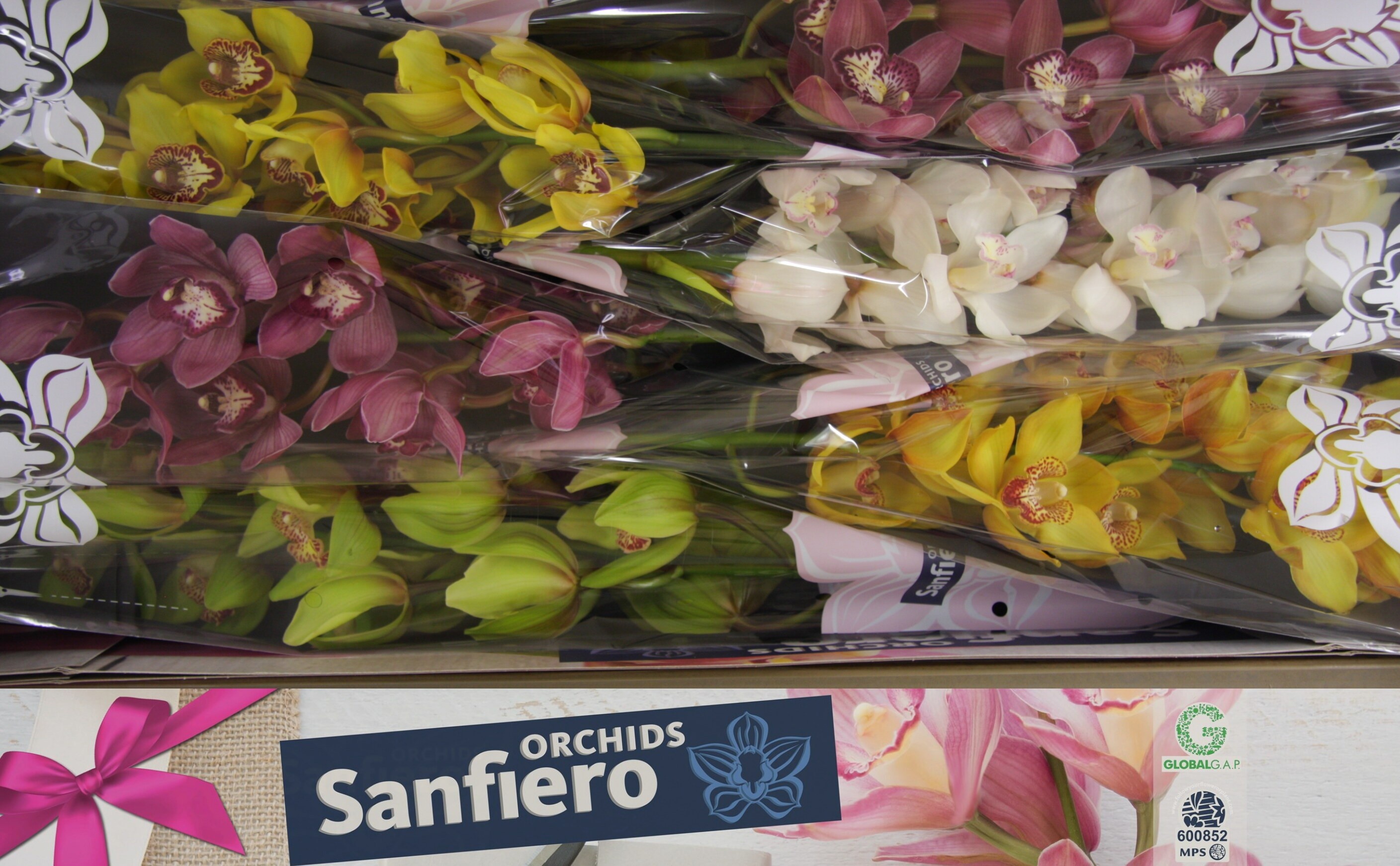Cymbidium Asst 13bl