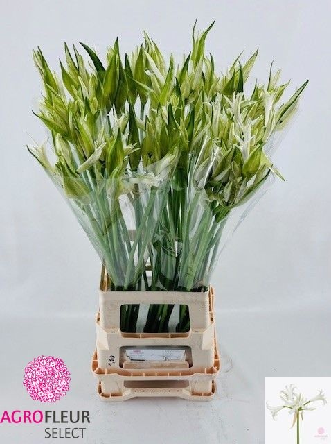 Nerine Like A Virgin 80cm
