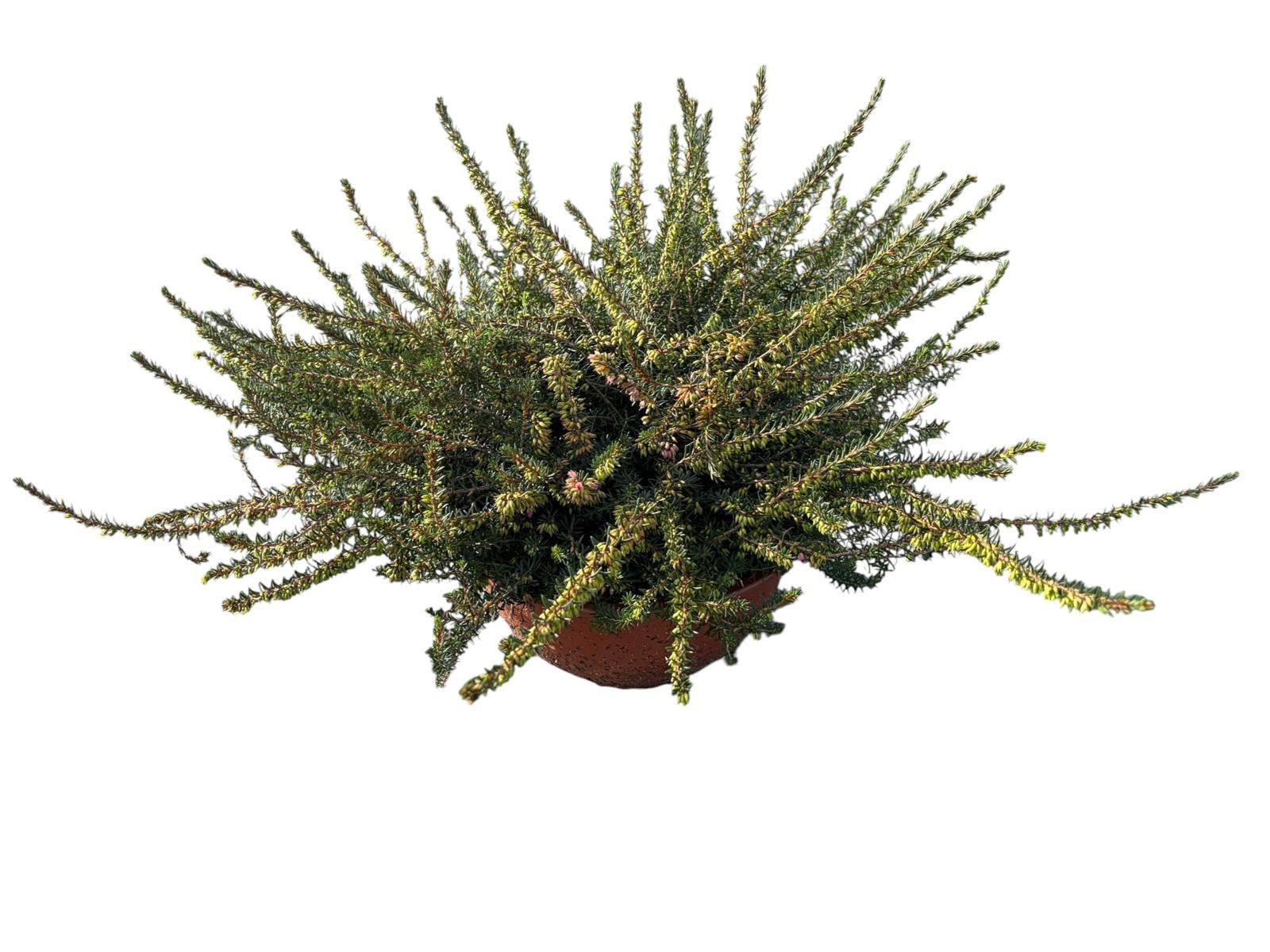 Erica darleyensis 'Kramers Rote' schaal